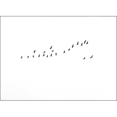 Birds Migration poster