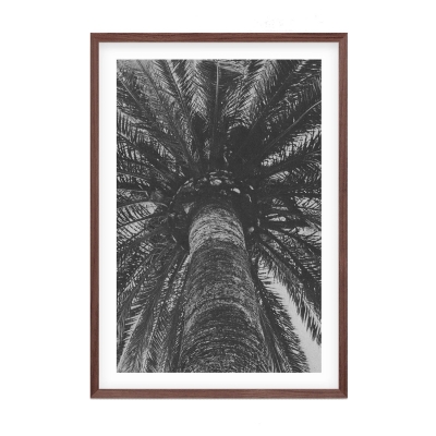 Palm Tree poster