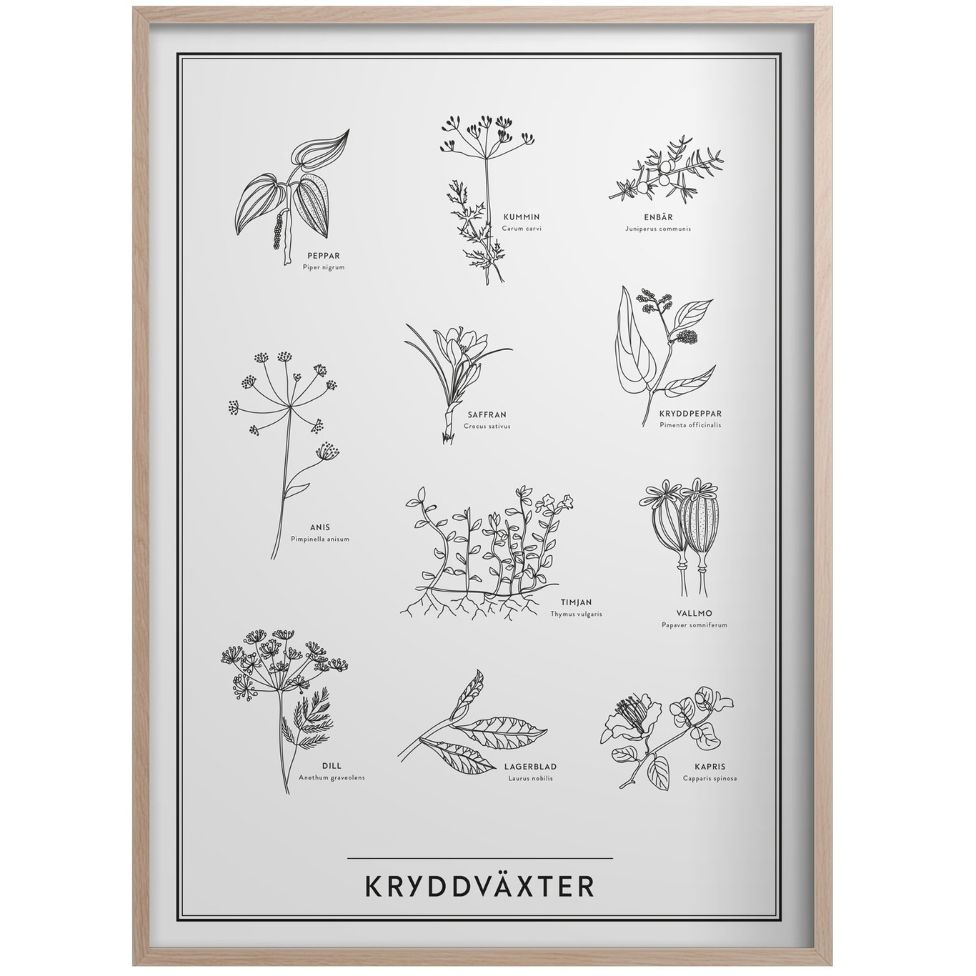Kryddväxter Poster 50x70 cm